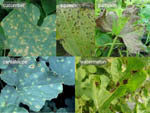 Various cucurbit diseases