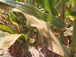 Southern Corn Rust