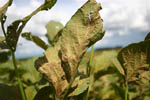 Asian Soybean Rust